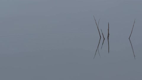 Water rippling with four sticks sticking out of it