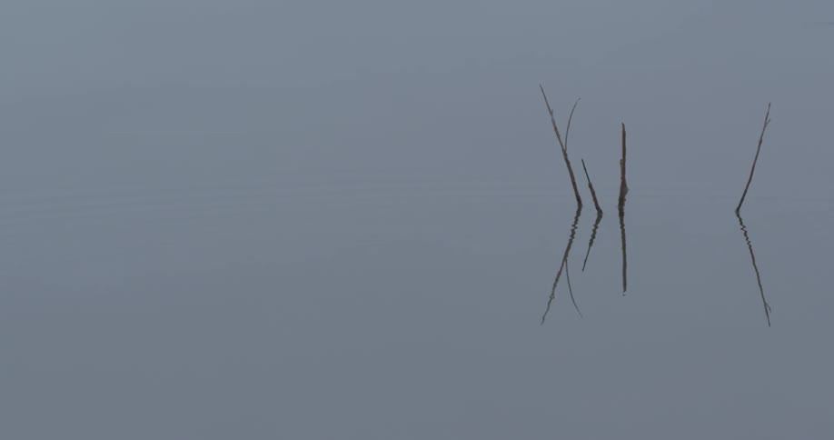 Water rippling with four sticks sticking out of it