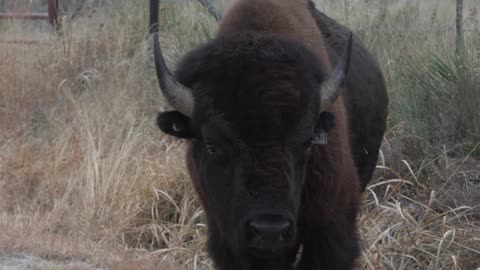 A buffalo chews in a grassy area