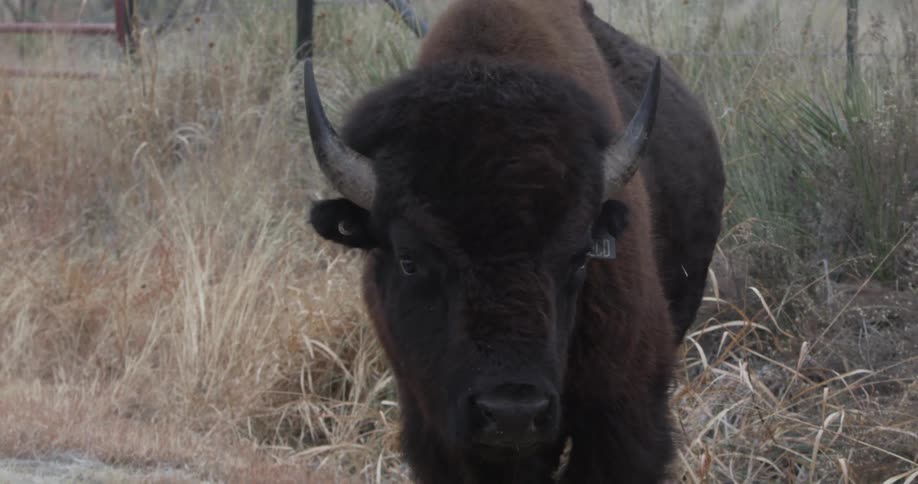 A buffalo chews in a grassy area
