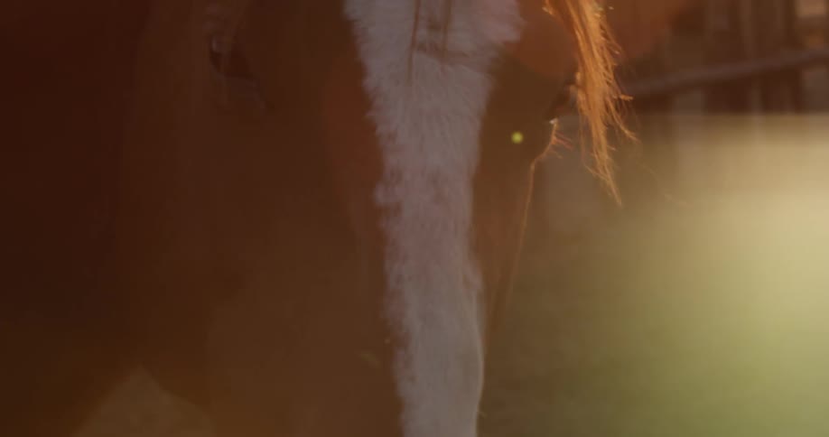 Horse standing next to a fence on a sunny day