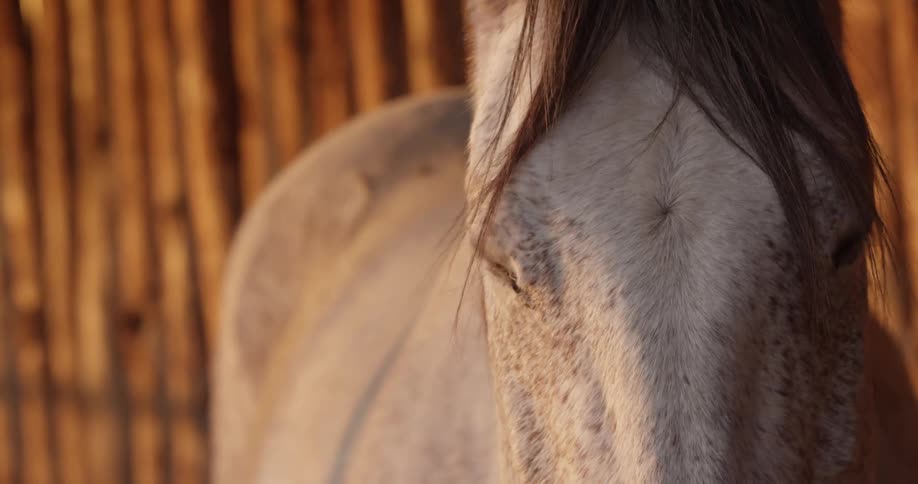 A white horse stands in a stable