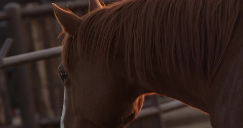 A horse walking in a corral