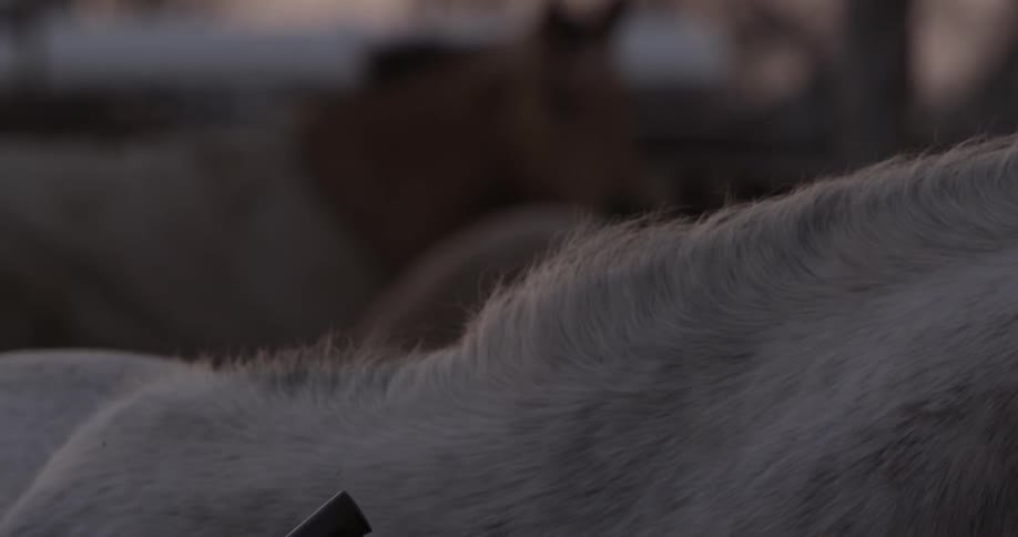 A couple of horses standing around
