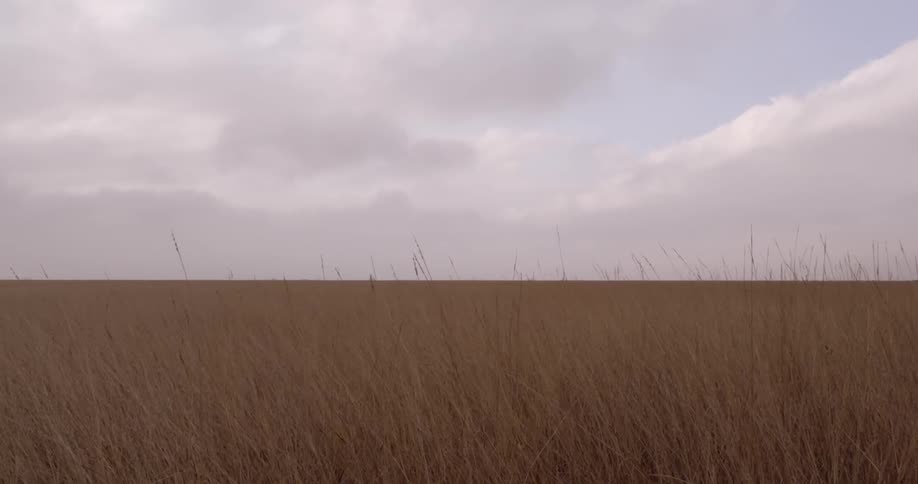 Grass is rustled by the wind in an empty field