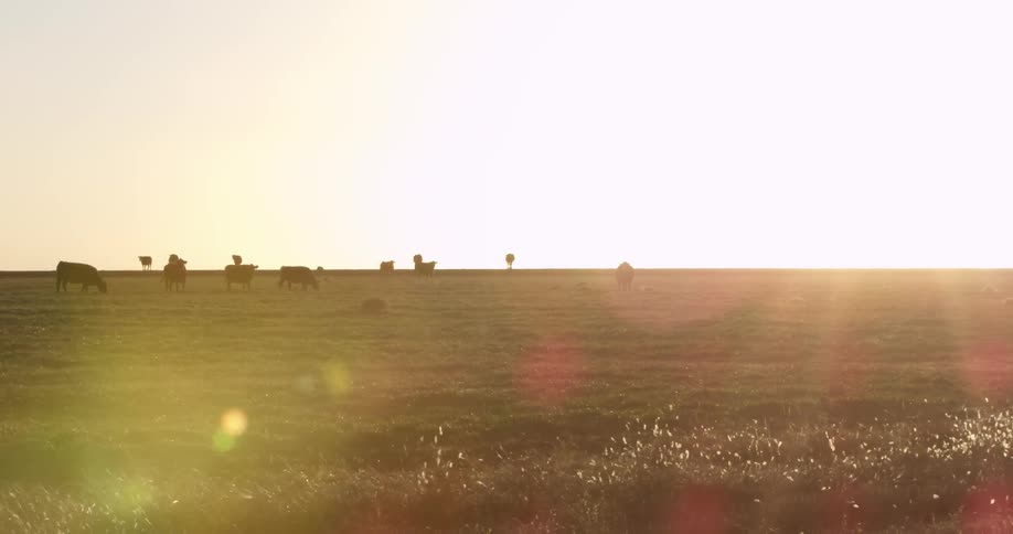 Cows grazing in a field