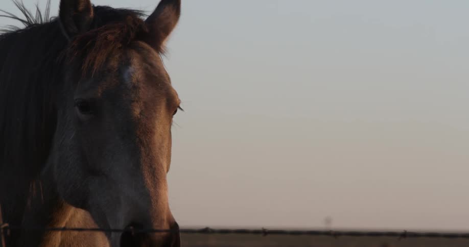 Horses standing next to fence in a field