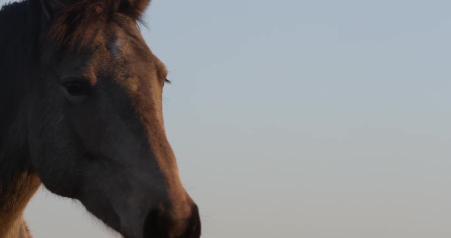 A horse walking in a field