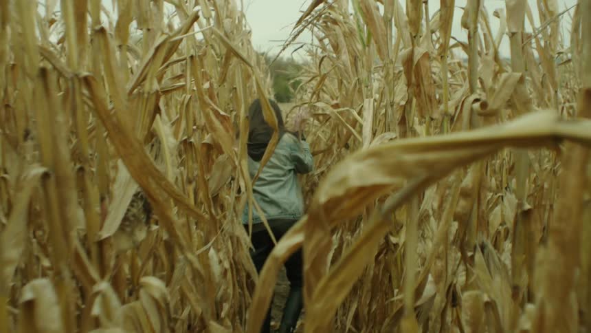 A woman runs through a cornfield