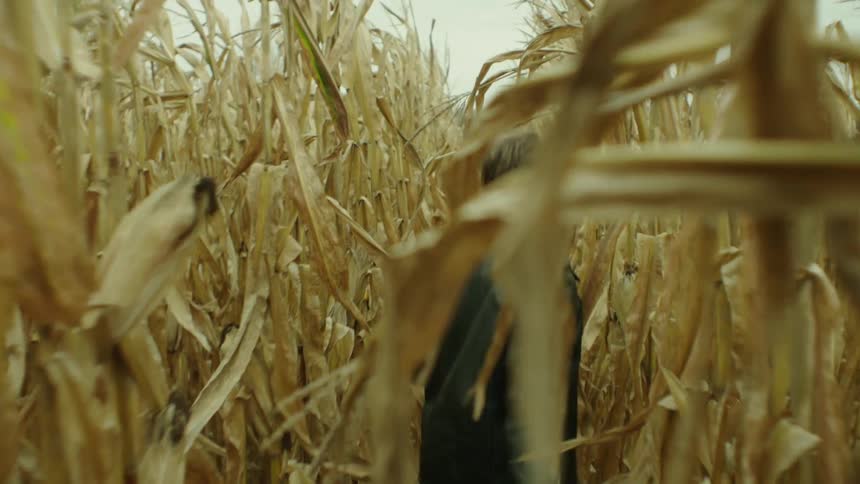 Man walking through tall dead corn stalks