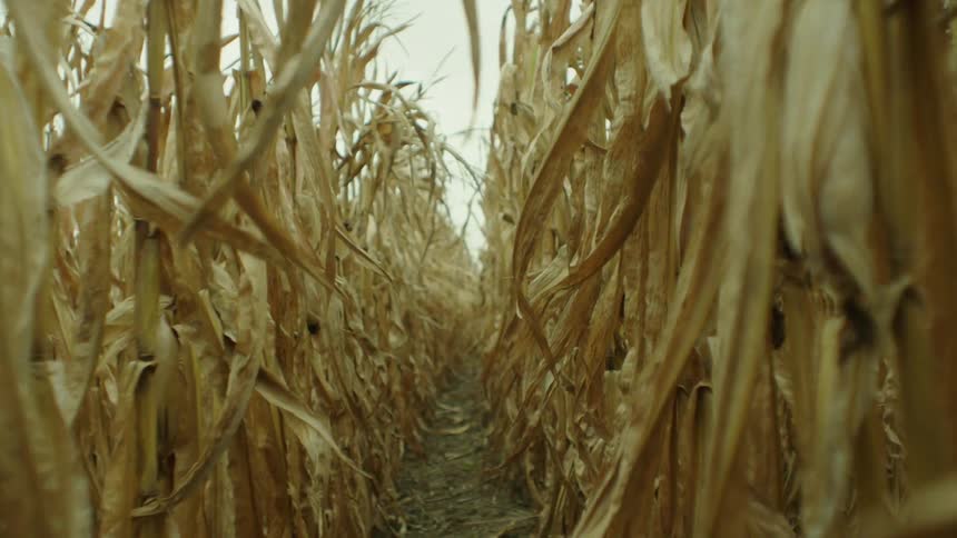 Yellowed corn stalks grow in a field