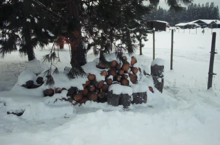 Snow covers pile of firewood sitting under conifer tree near fenced pasture