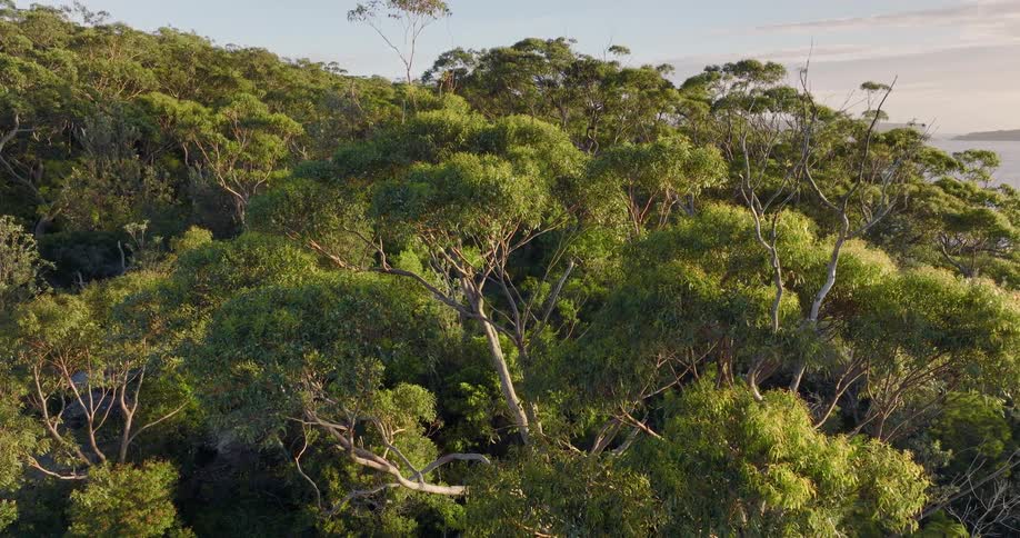 An aerial view of a forest on the coast