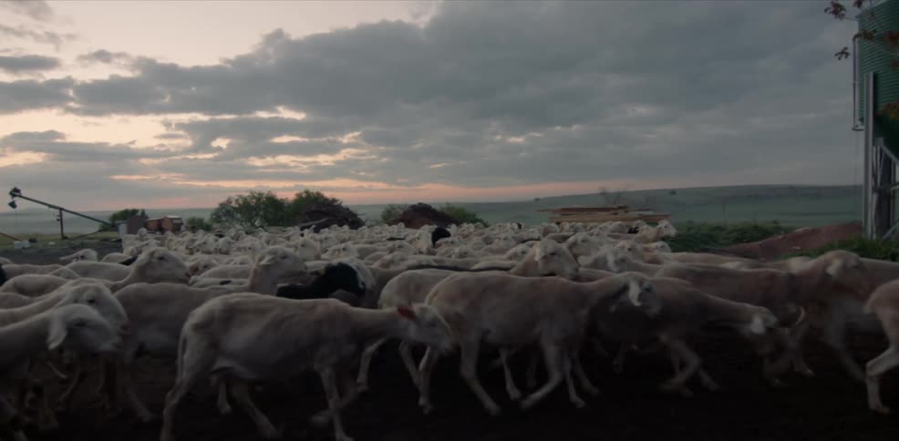 A large herd of sheep runs toward a building on a farm