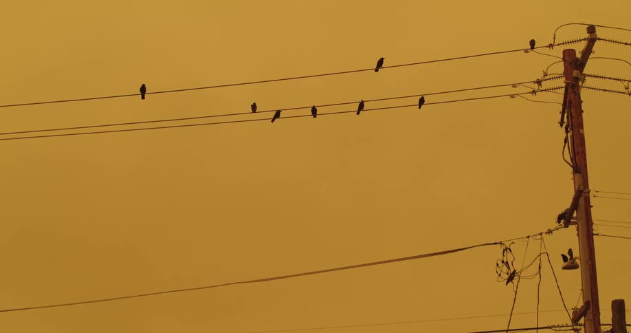 Birds perch on a power line with a smoky backdrop