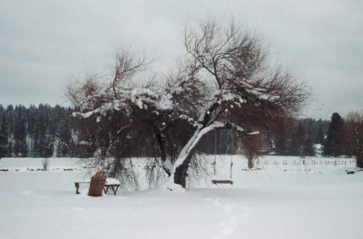 Swing covered in snow hanging from a tree in the countryside at winter