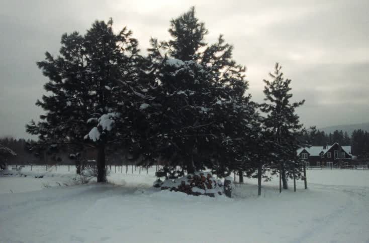 Pine trees in front of a cabin in the countryside covered in snow at sunset