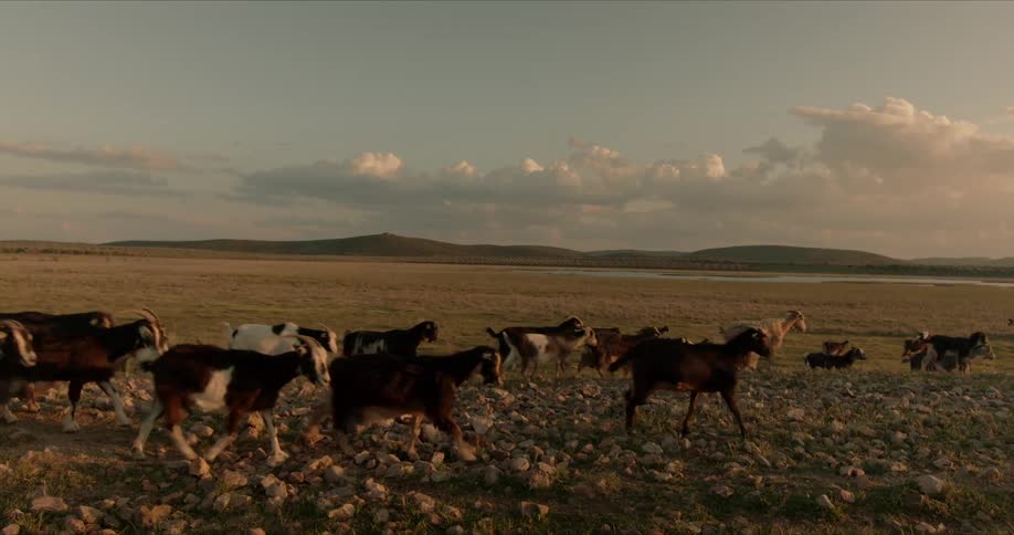 Goat herd moves across rock strewn field with water and hills on the horizon