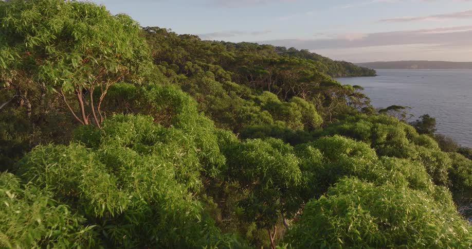 Tall trees line the shore