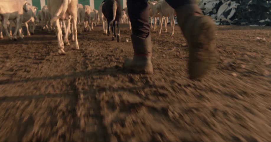 Person with a pair of black boots herds sheep