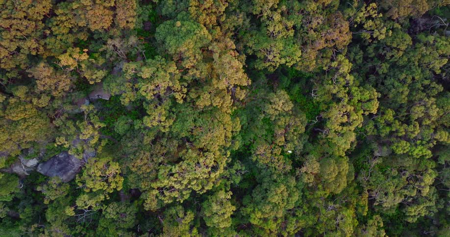 A dense forest from above during the day