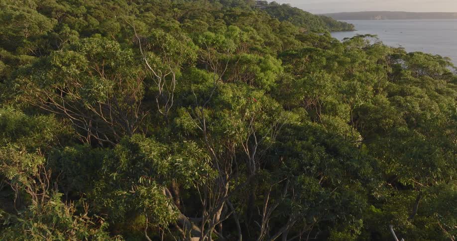An aerial view of trees next to the ocean