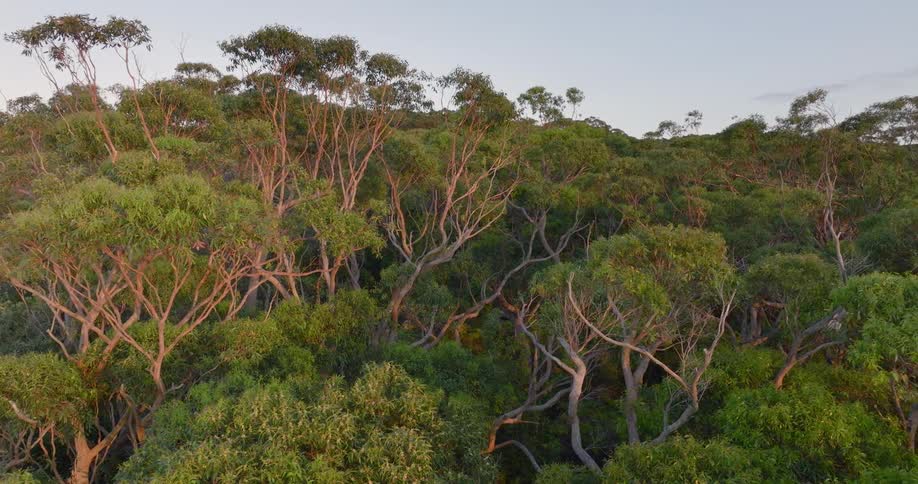 The sun is shining on a forest of trees