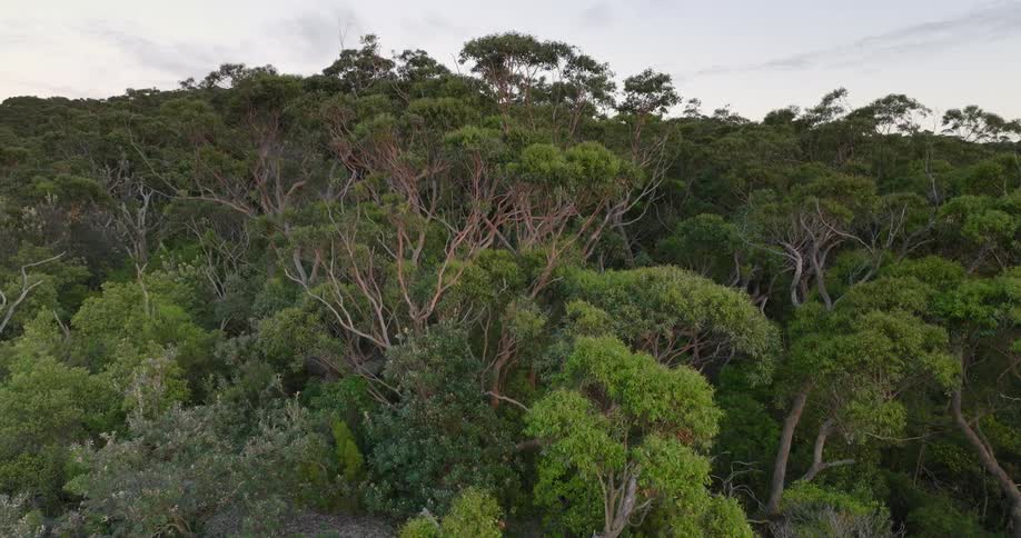 Forest stretches to horizon under cloudy sky