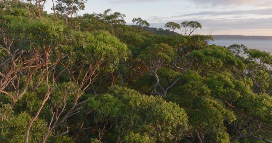 Dense trees line the side of a promontory overlooking the coast