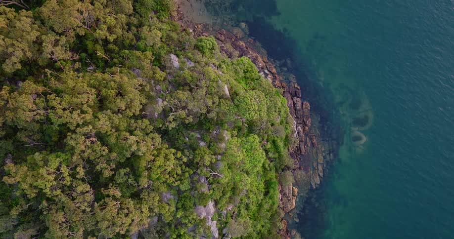 Lush trees cover a promontory along the ocean