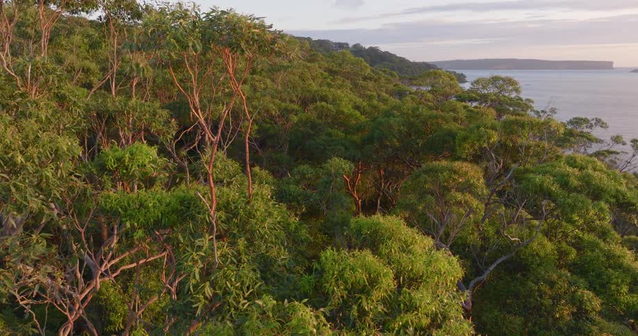 The sun shines on a forest of trees along the coast overlooking the water