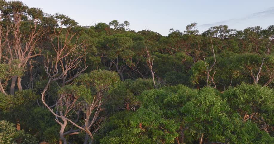 The trees of a forest under a clear evening sky