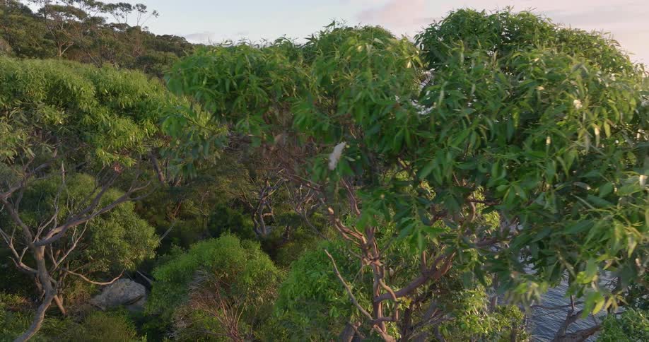 A dense forest on the coast during the day