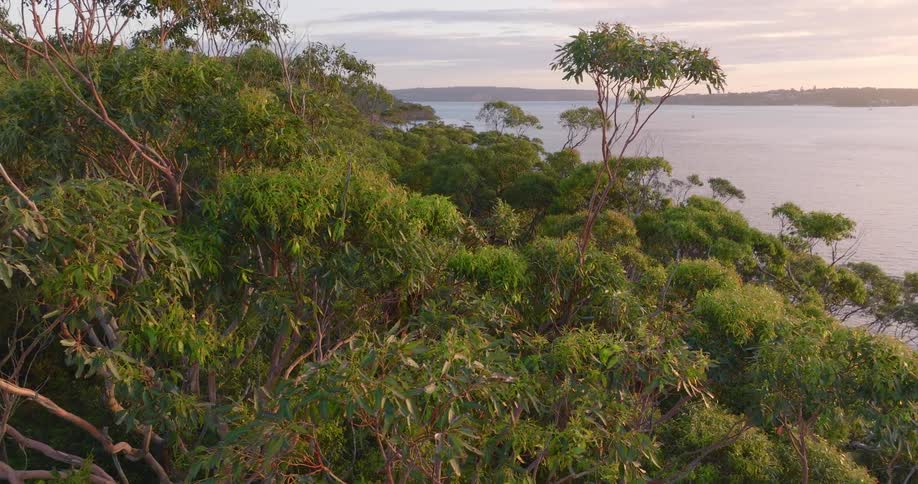 A oceanside cliff covered with trees with the calm water below