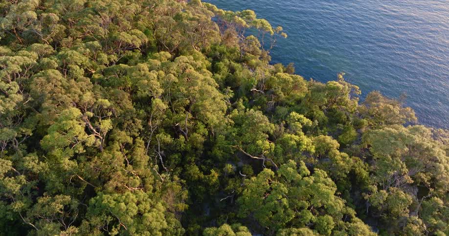 Green of forest contrasts with blue of the ocean