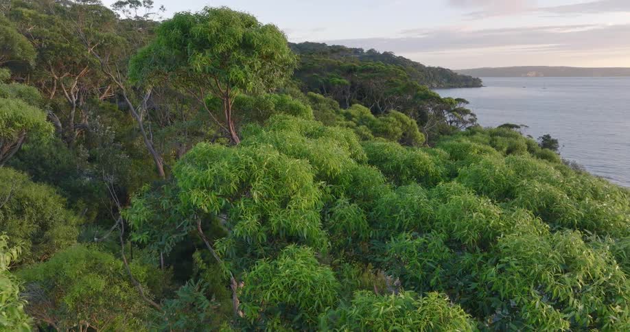 A lush forest covers a mountainside at the coast