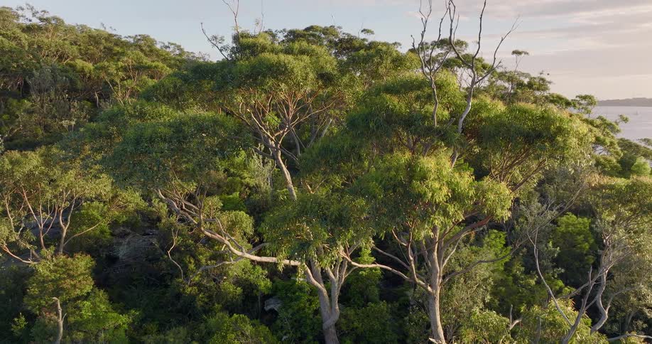 Aerial view of the tree tops of a forest close to the ocean at sunset
