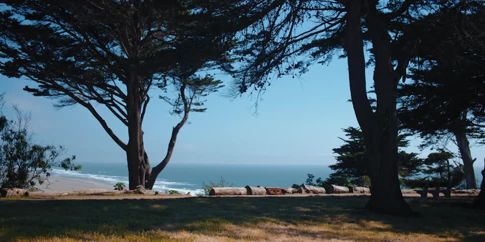 A grassy area with trees next to a beach as waves roll in