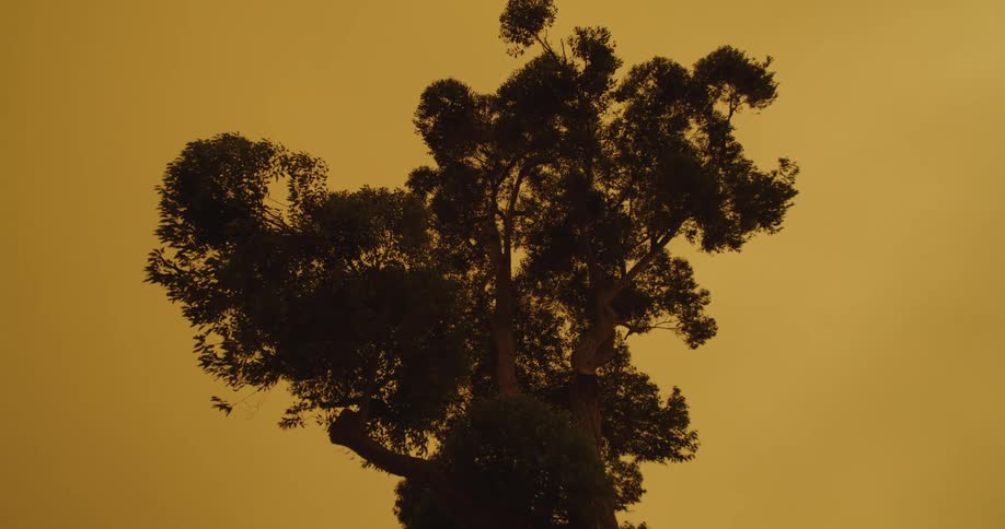 Tree contrasts with amber afterglow of the sky