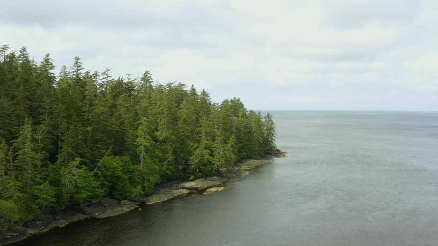Bird flies over forest sitting on shore of ocean