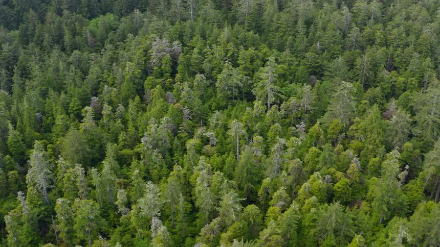 Densely packed trees in a forest during the day