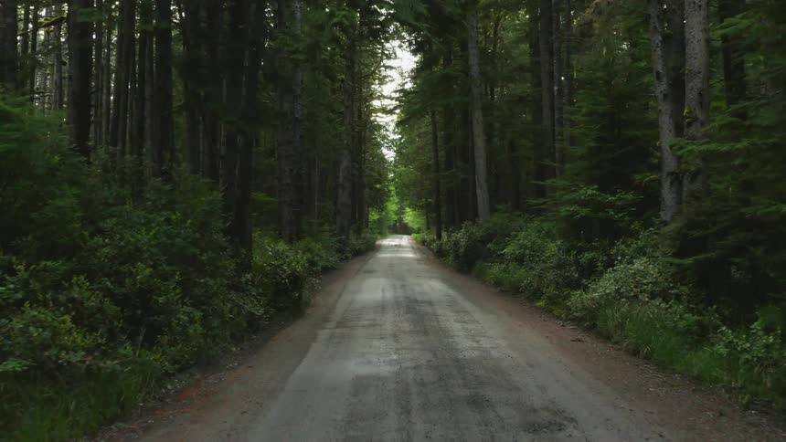 Road crosses through forest to intersection as a vehicle crosses