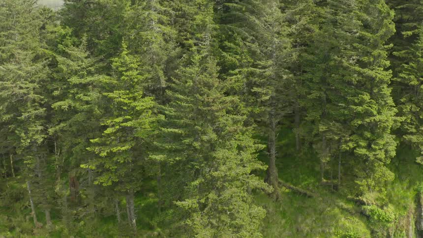 River cuts through forest covering edge of cliff on misty day