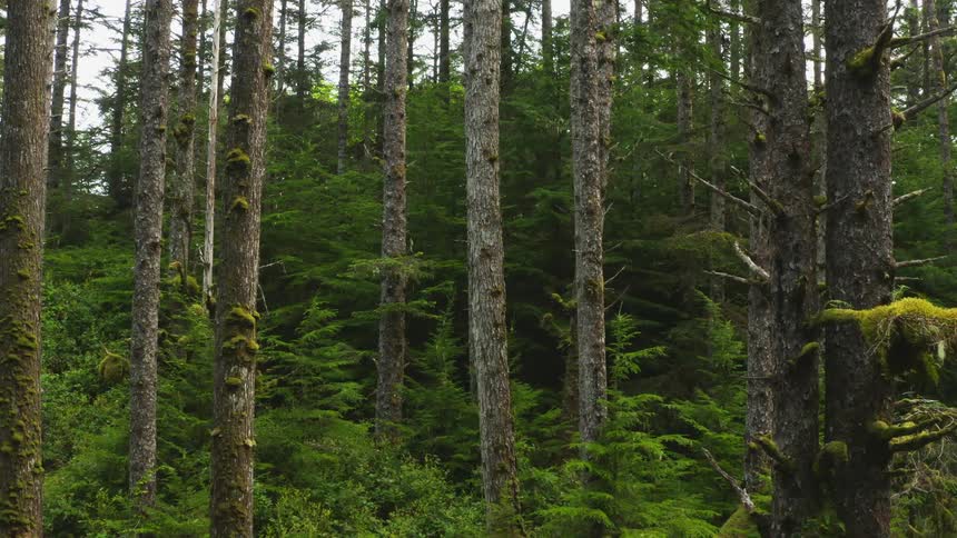 Trees covered in moss are showing new growth of spring