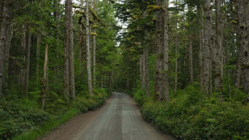 A dirt road runs through the forest
