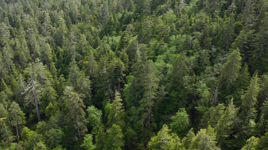 Aerial view of a forest full of tall trees