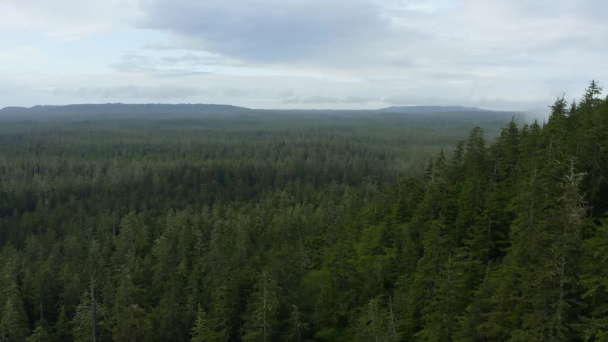 A vast forest in the countryside during the day
