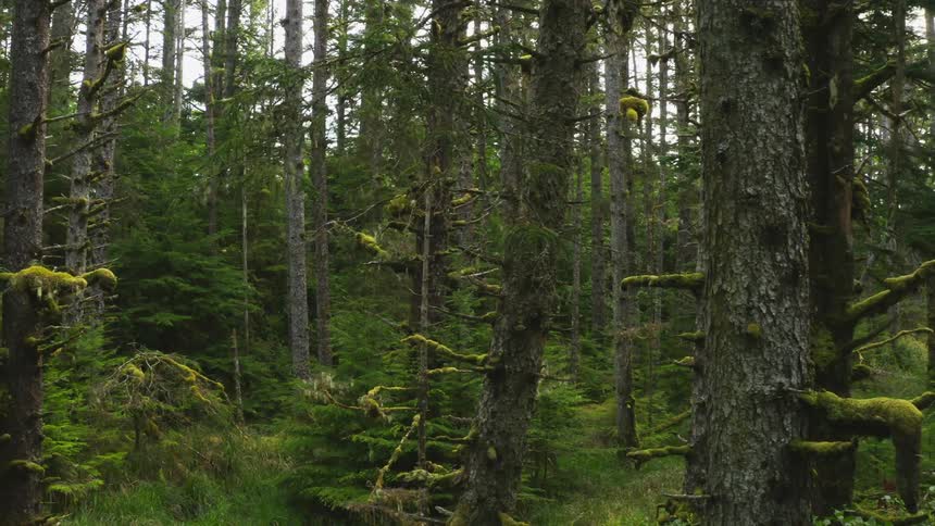 Tall trees in a forest on a cloudy day
