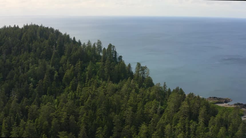 A large forest is near the shore