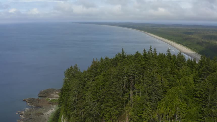 A forest atop a tall cliff overlooking a long coastline during the day